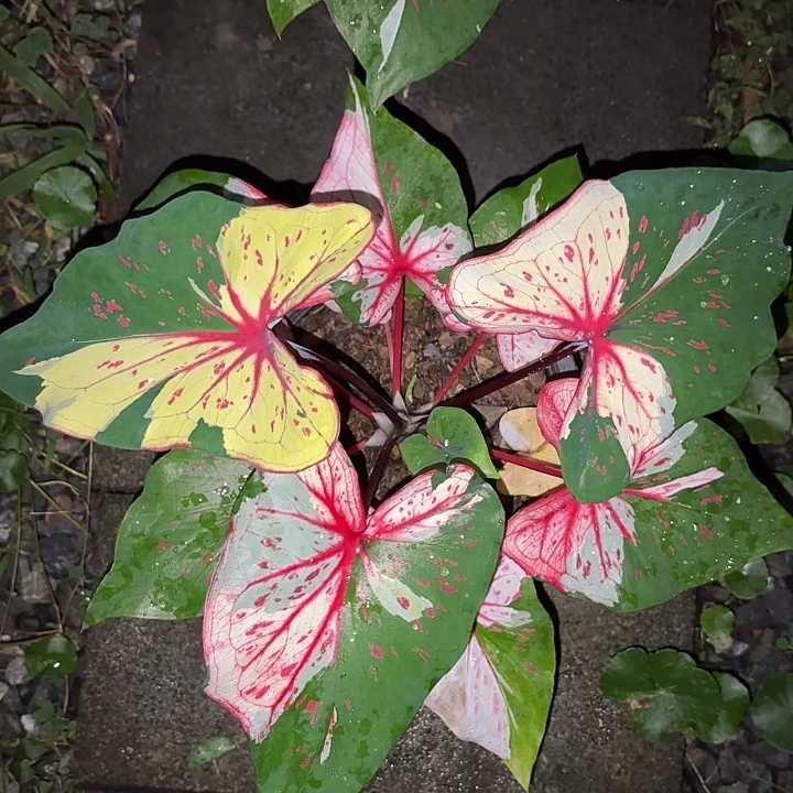 227-0919众神聚会泰国发