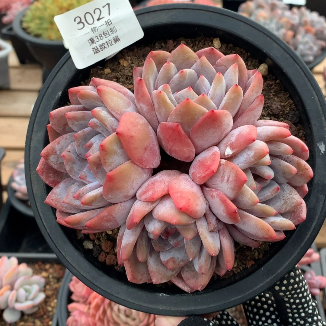 13厘米四头蒙特3027