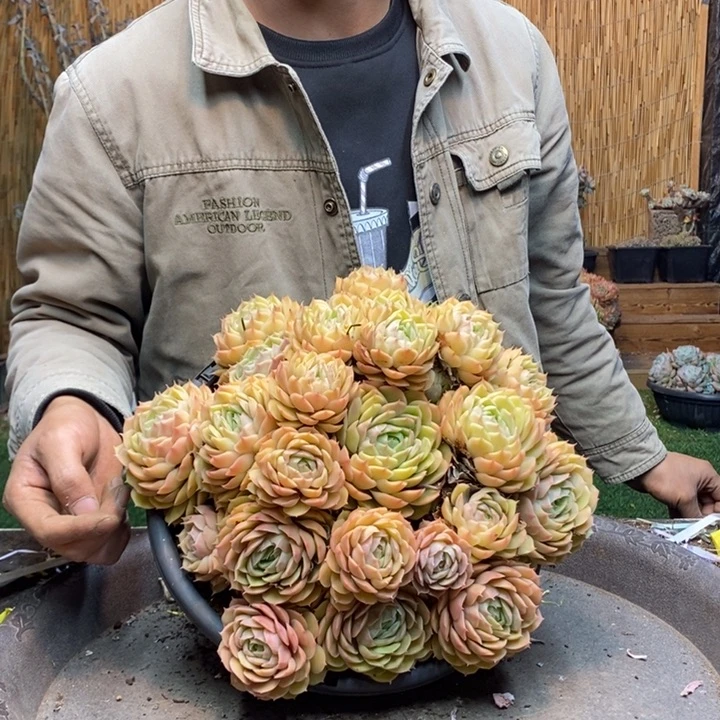 兰***心147号昂斯诺多肉植物