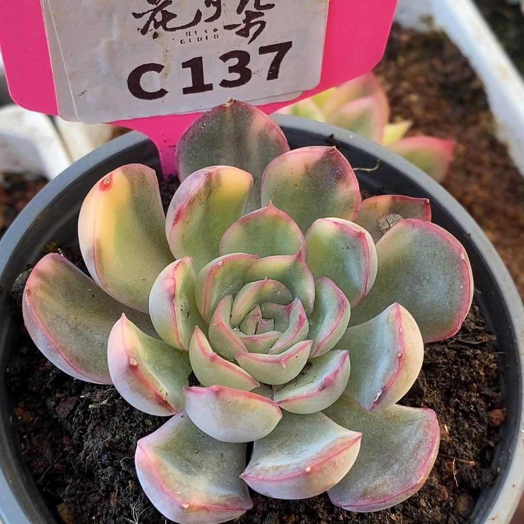 137哈哈哈哈哈哈哈哈