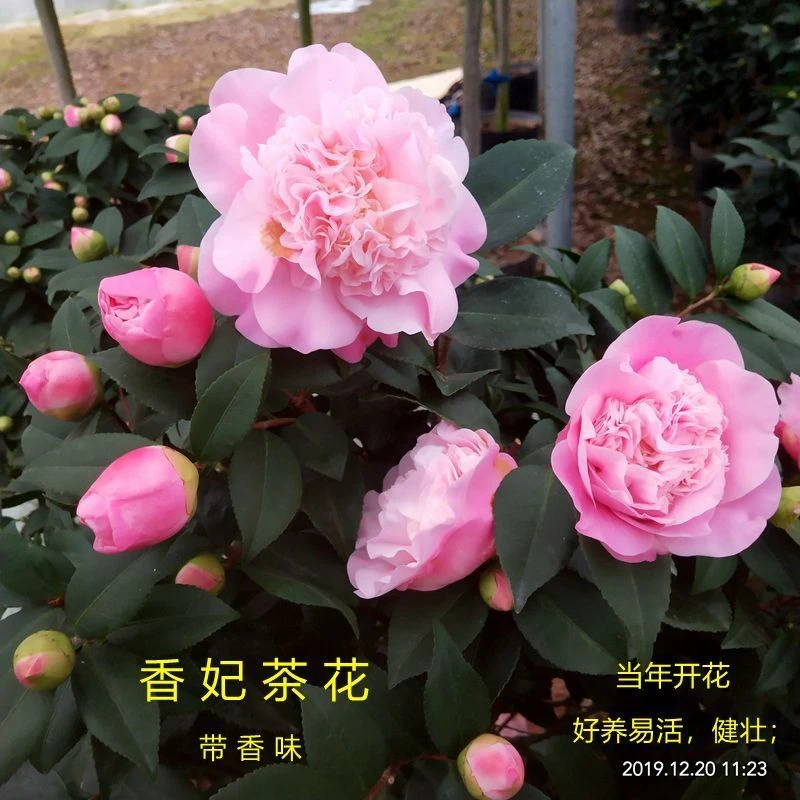 浓香型香妃茶花五色赤丹品种盆栽花卉四季长青