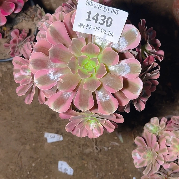 1430美杜莎多肉植物