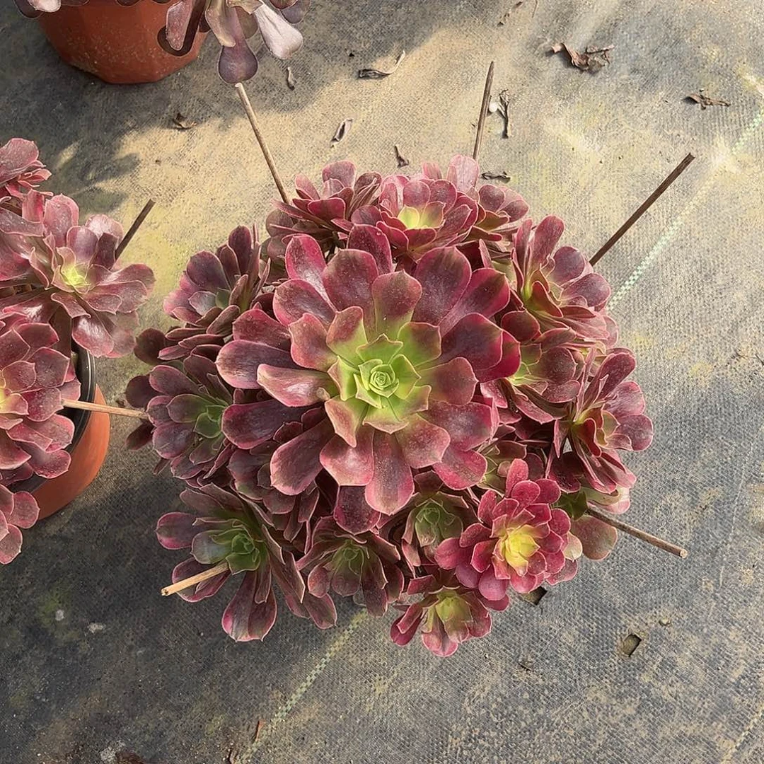 法师多肉植物漂亮漂亮