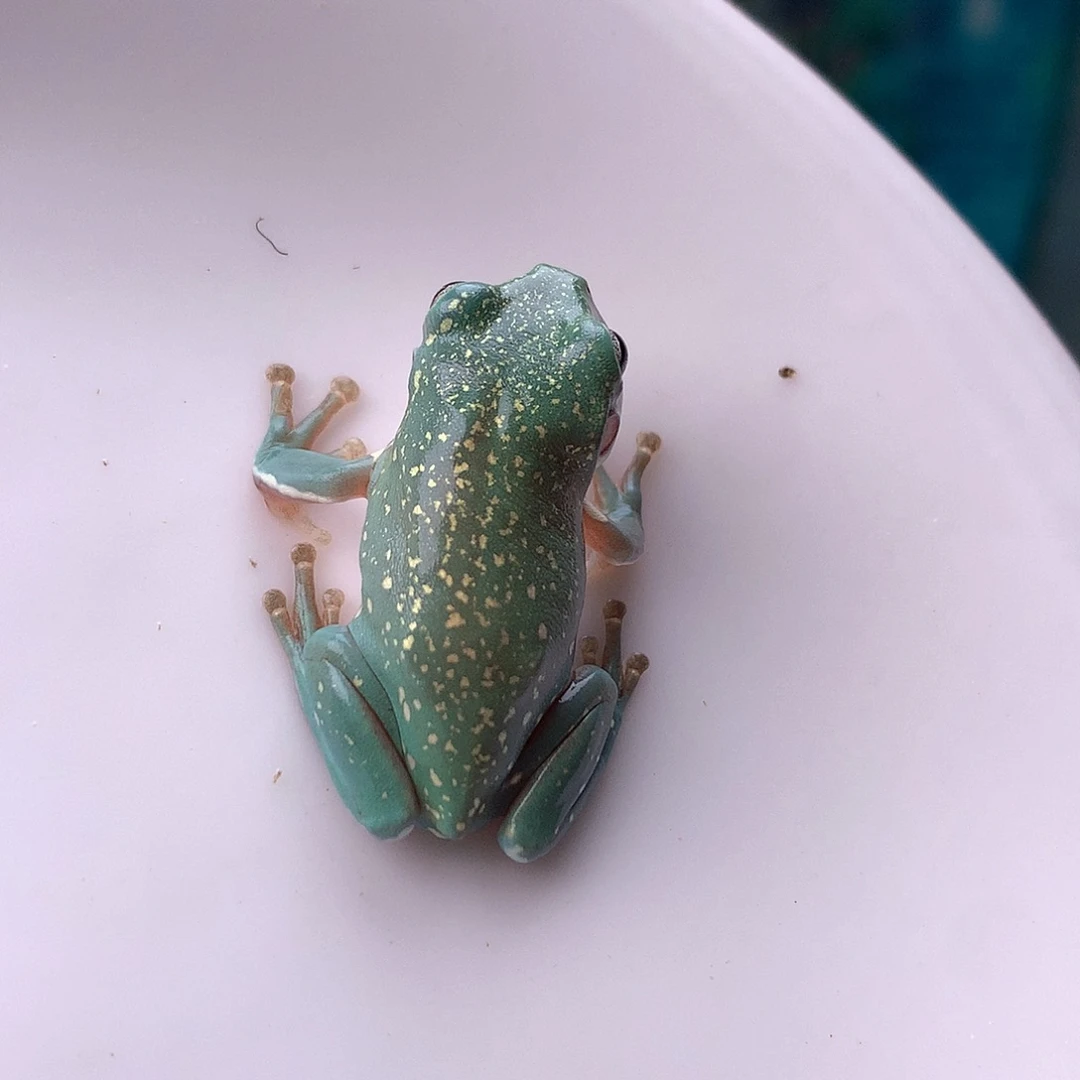 老爷树蛙16号，梦幻金箔小短腿