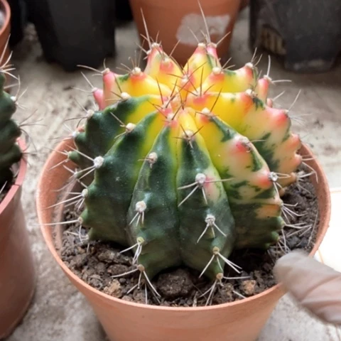 牡丹锦仙人球25米仙人球