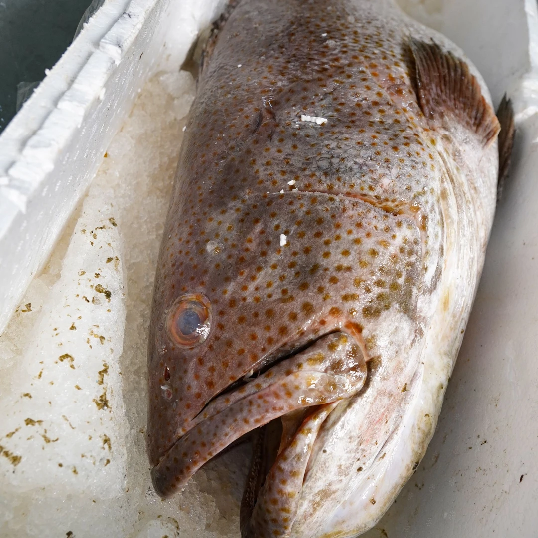 红点过鱼 新鲜海鱼生鲜 新鲜顺丰包邮 肉质鲜嫩肥美 新鲜海钓上岸