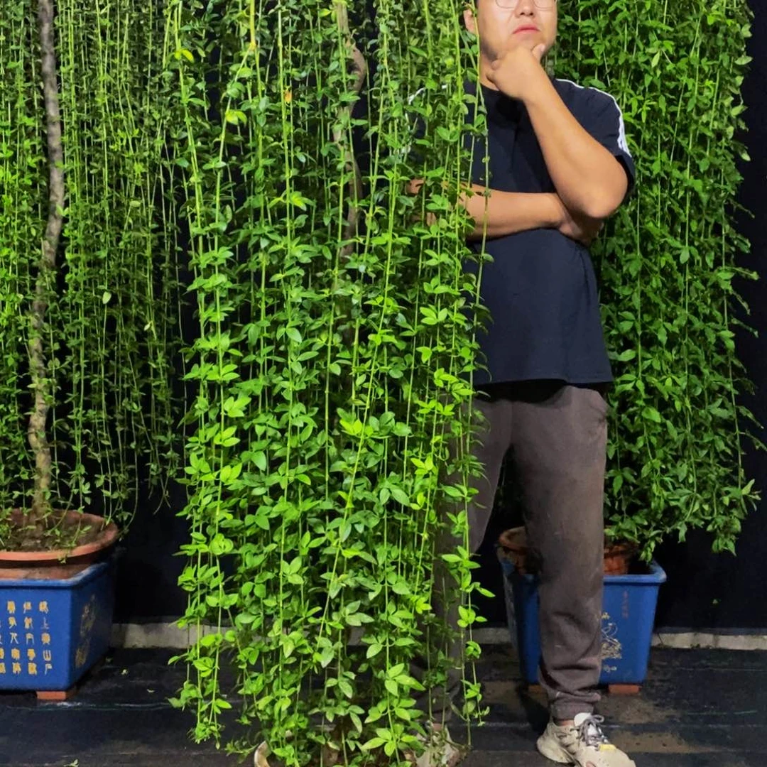 迎春花，一物一拍，