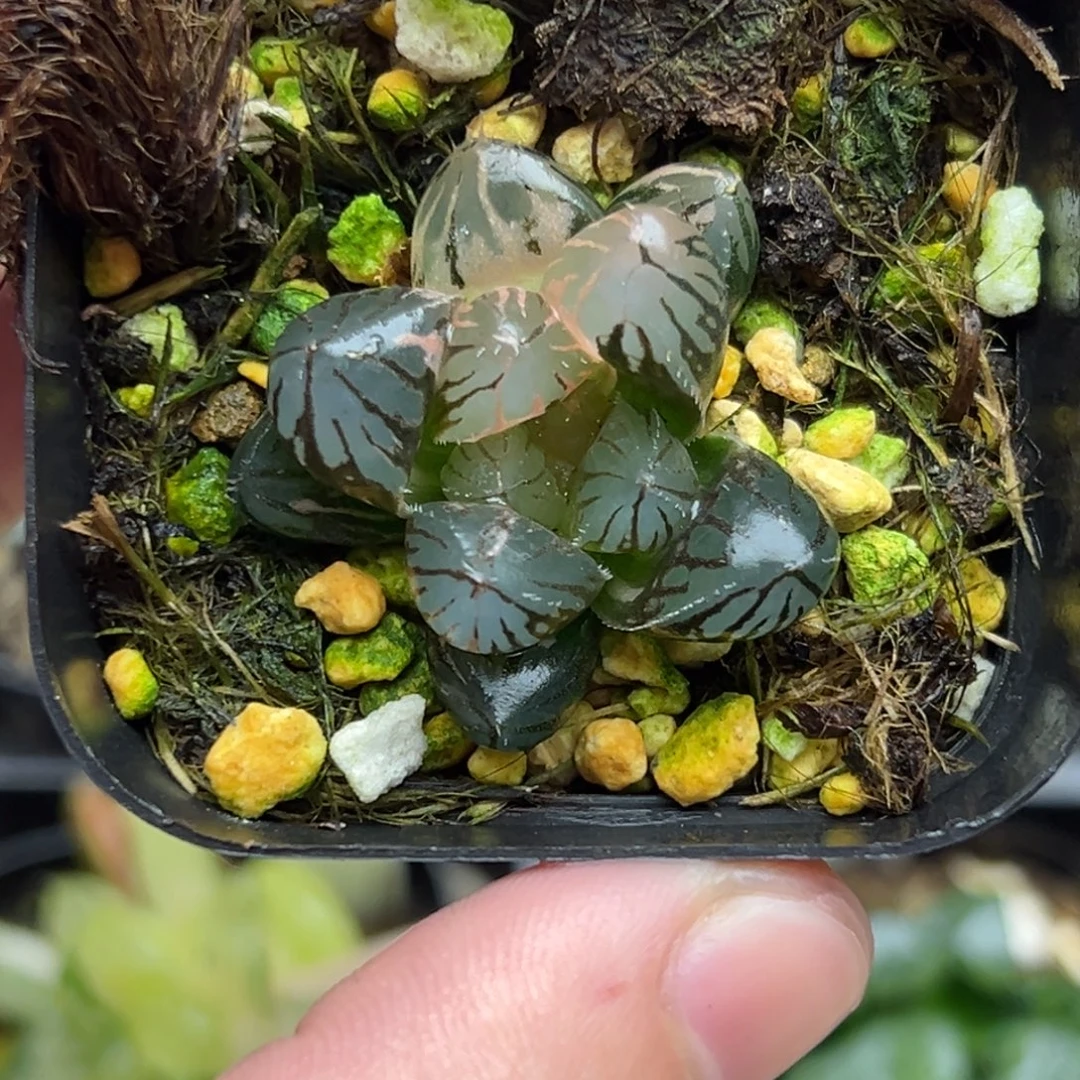 102变异窗龙爪玉露锦一物一拍