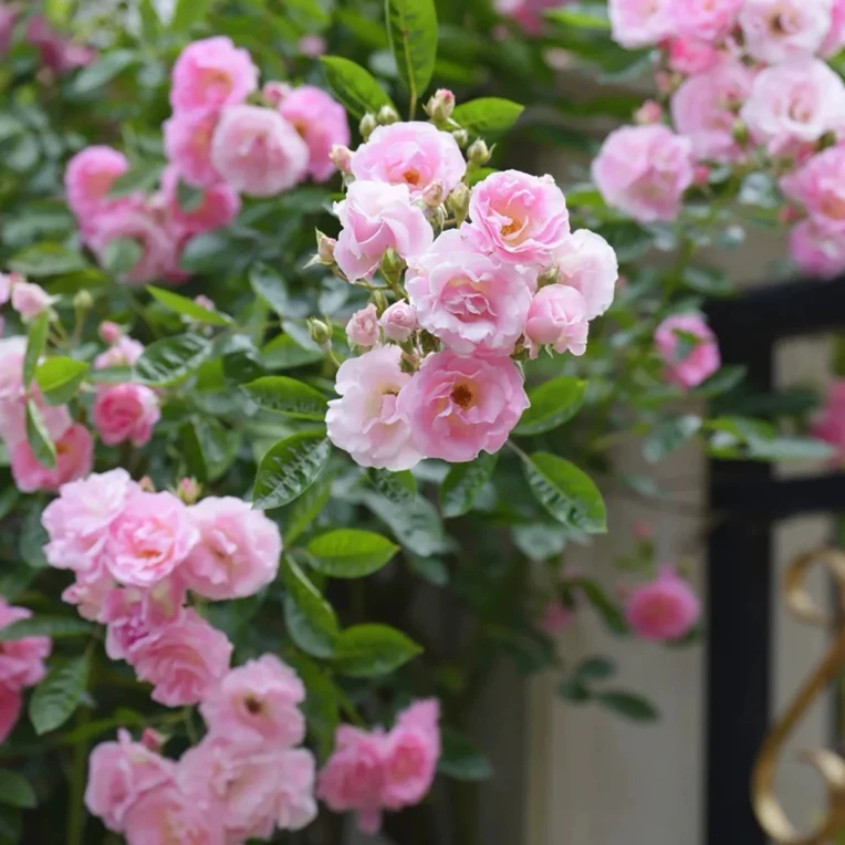 粉木香勤花月季花苗藤本花卉盆栽多季开大花浓香爬藤蔷薇阳台玫瑰