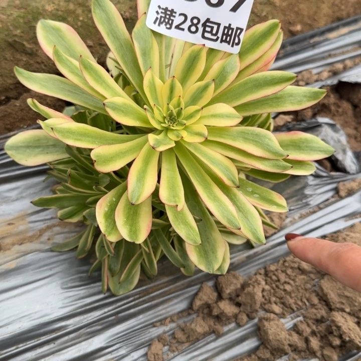 5567一号棚油画少女J