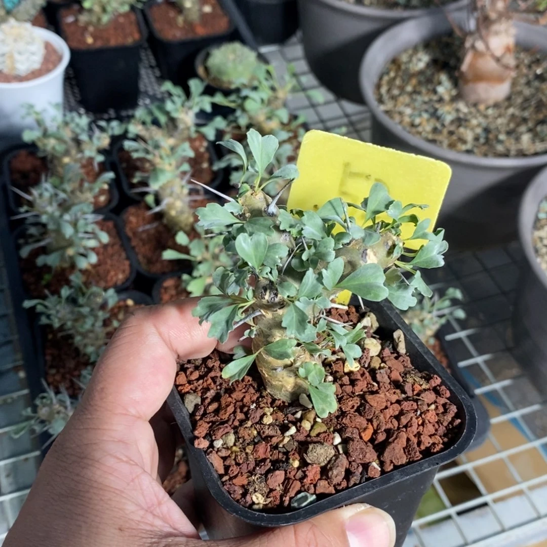 产地格斯龙骨奎一个