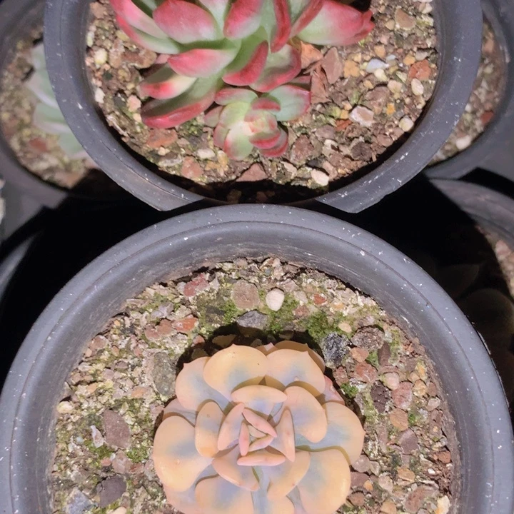 雪精灵锦➕水晶珍妮锦