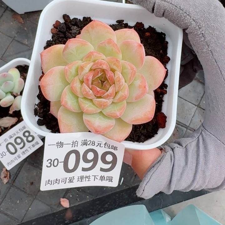 恶****冰魄多肉多肉多肉植物多肉多肉多