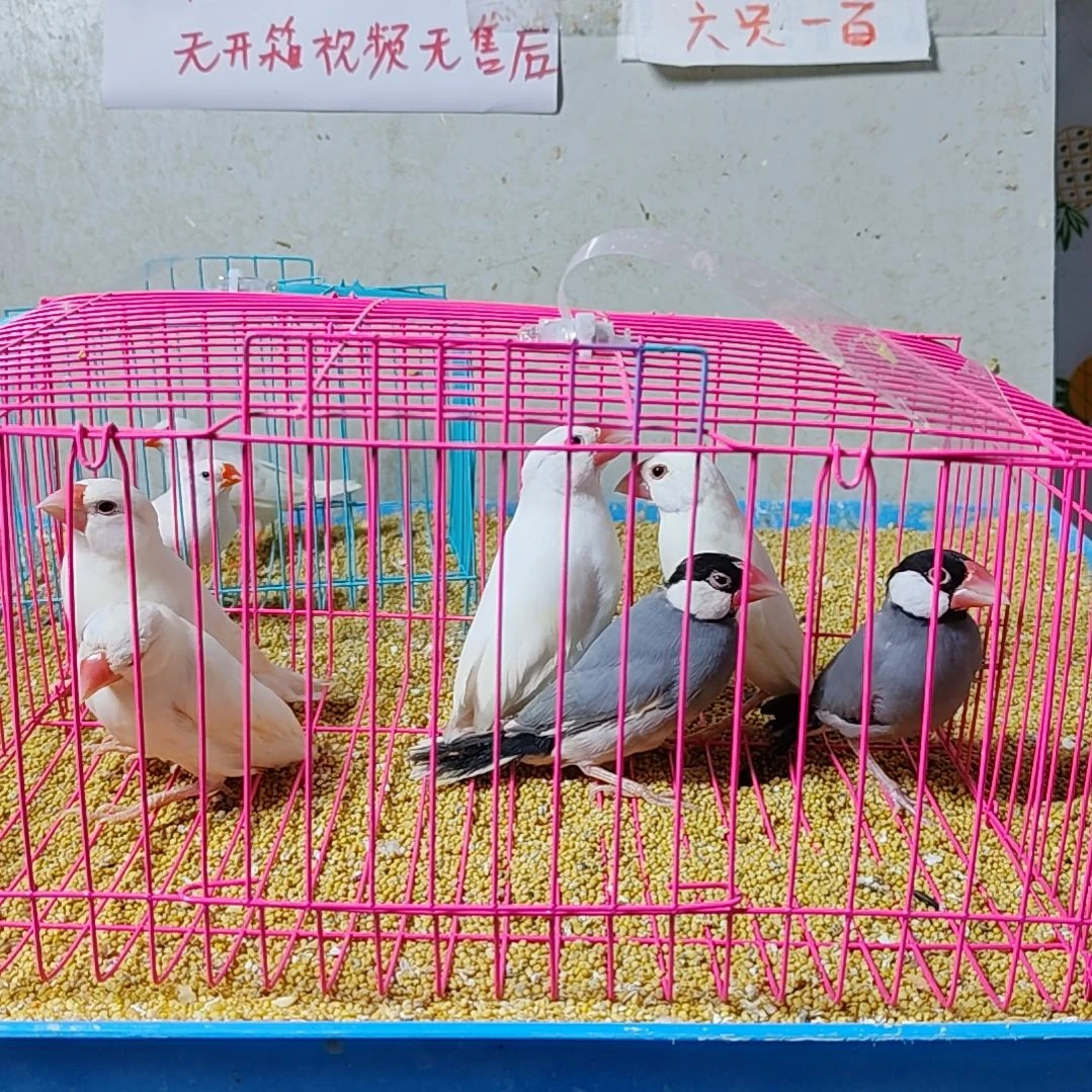 飞***哥文鸟特价文鸟断尾少毛爪子有瑕疵六只不包公母