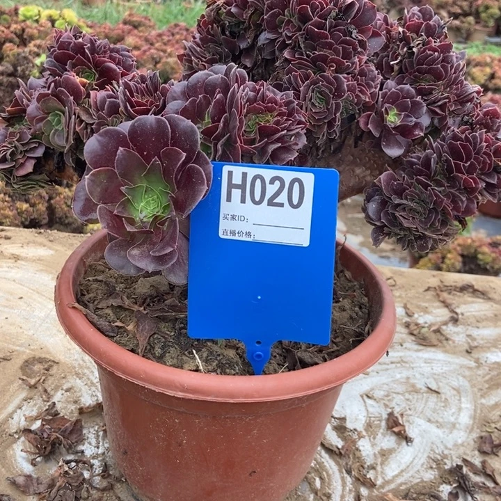 雨***儿H020欧紫欧紫欧紫