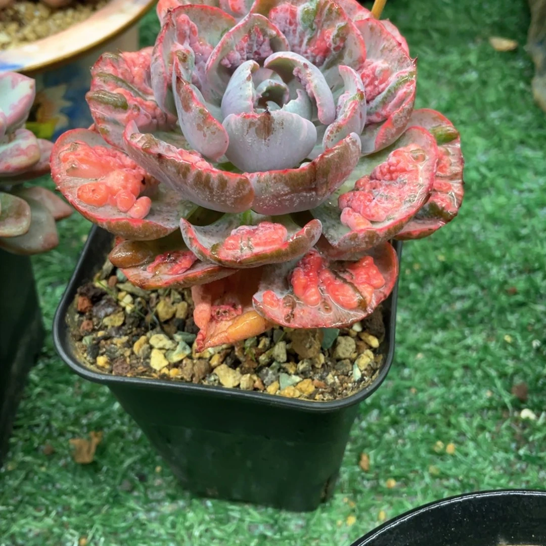 雨滴锦一物一拍满28包邮非偏远