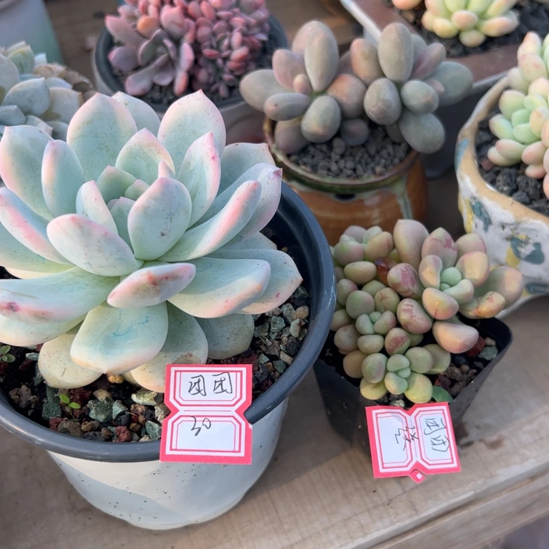 多肉植物多肉植物