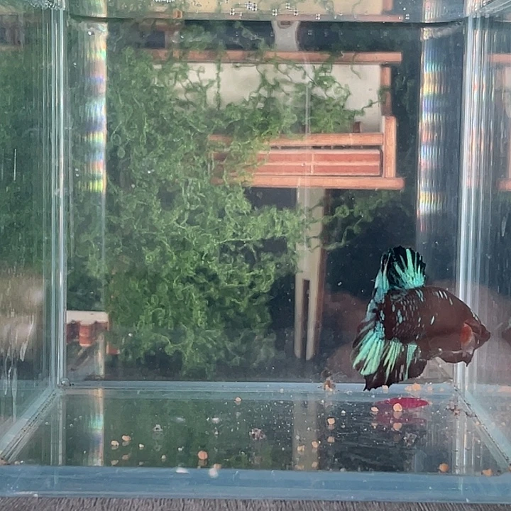 斗鱼活体不退不换谢谢