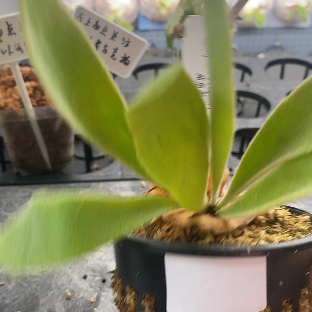 无花朵鹿角蕨a1啦啦啦