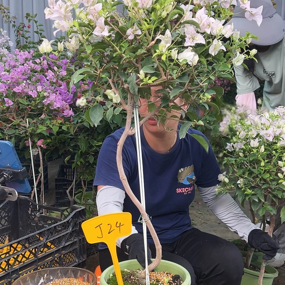 小***花大部分花苞少量开放J24苹果花