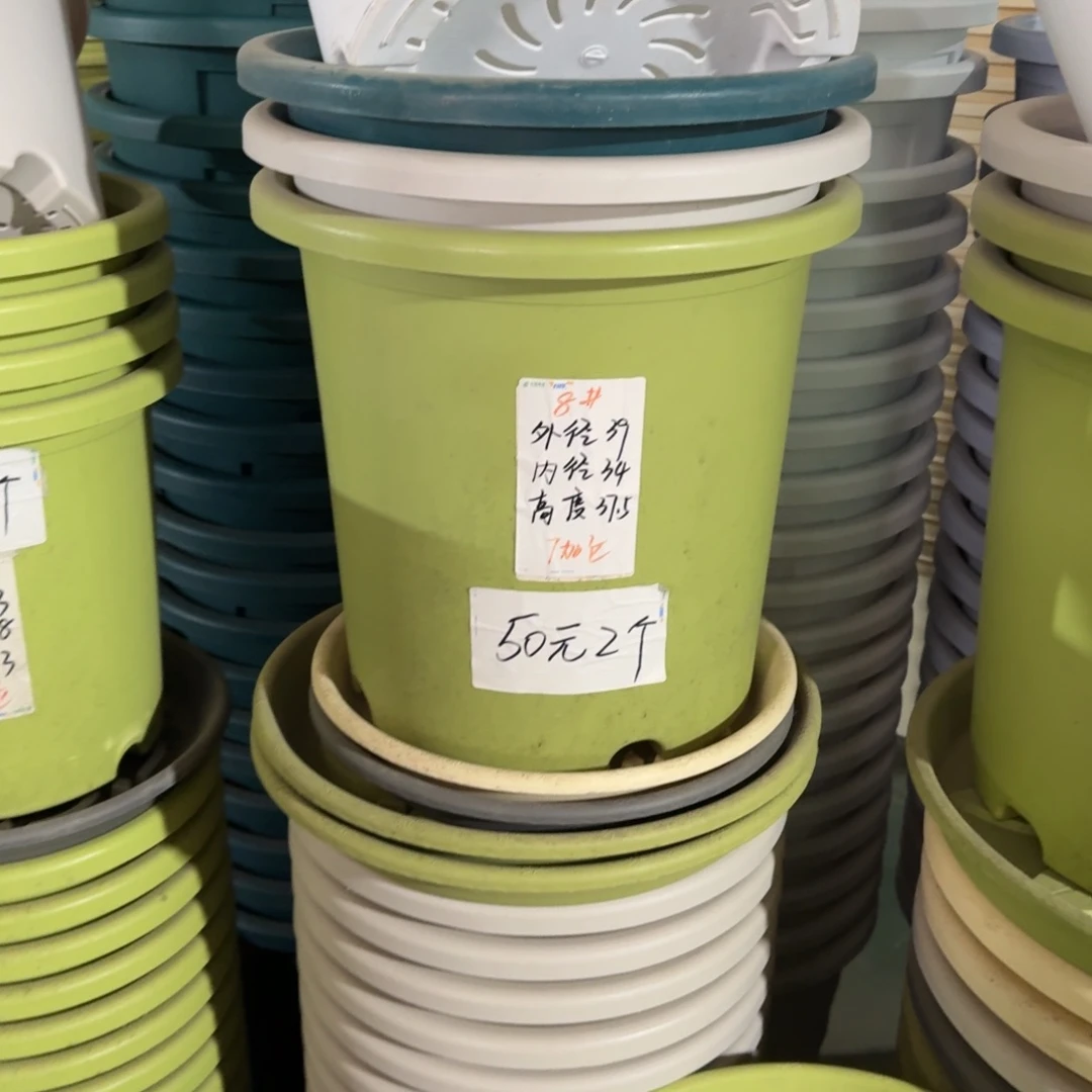 四季8#口径39无拖果绿3个