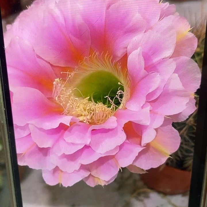 彩草2485号侧芽3公分左右