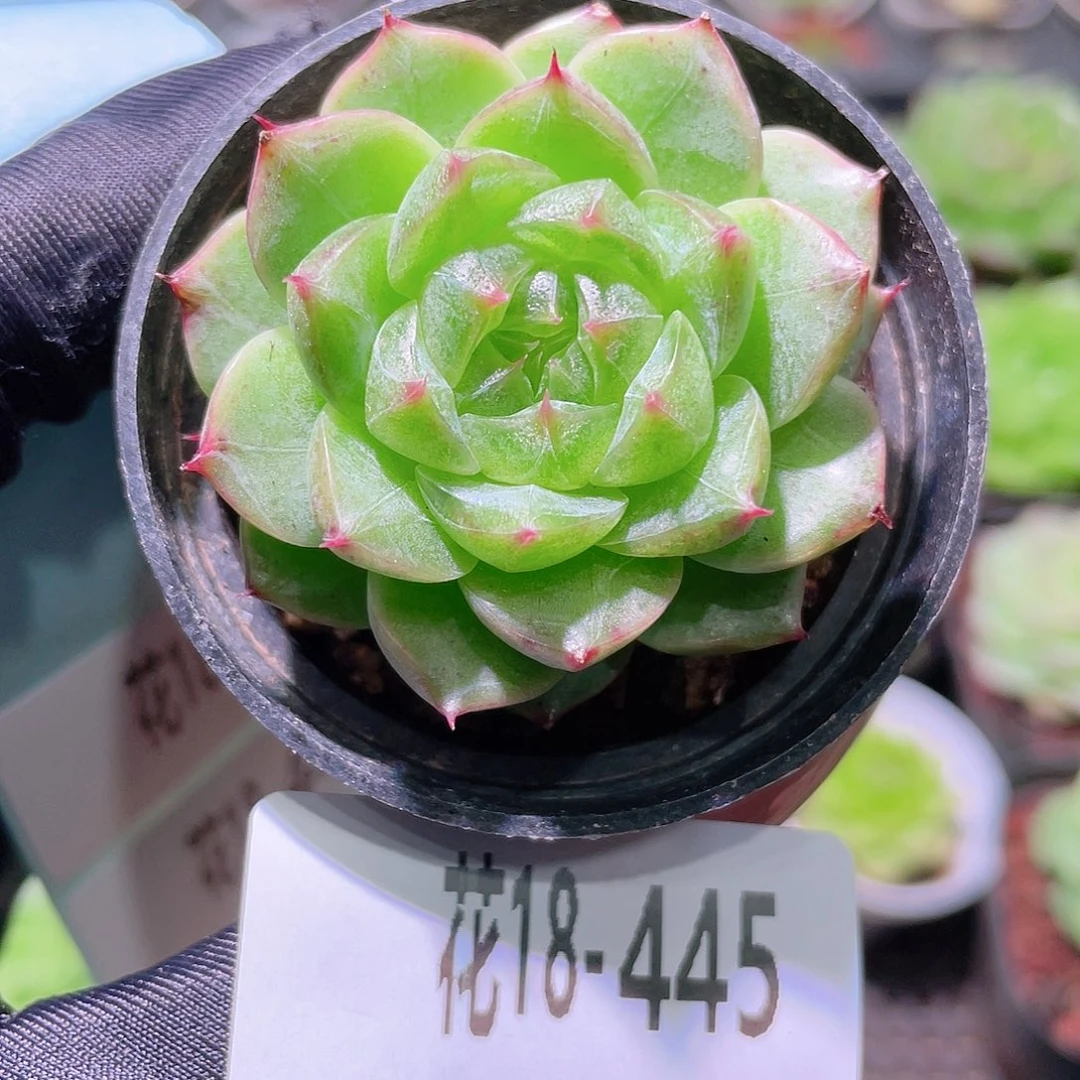花利美18-445海王