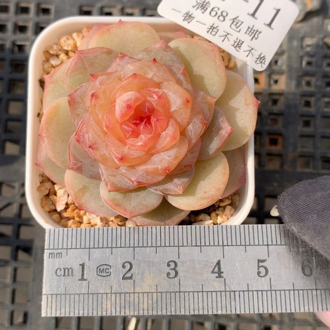 11。冰花。满六八包邮。