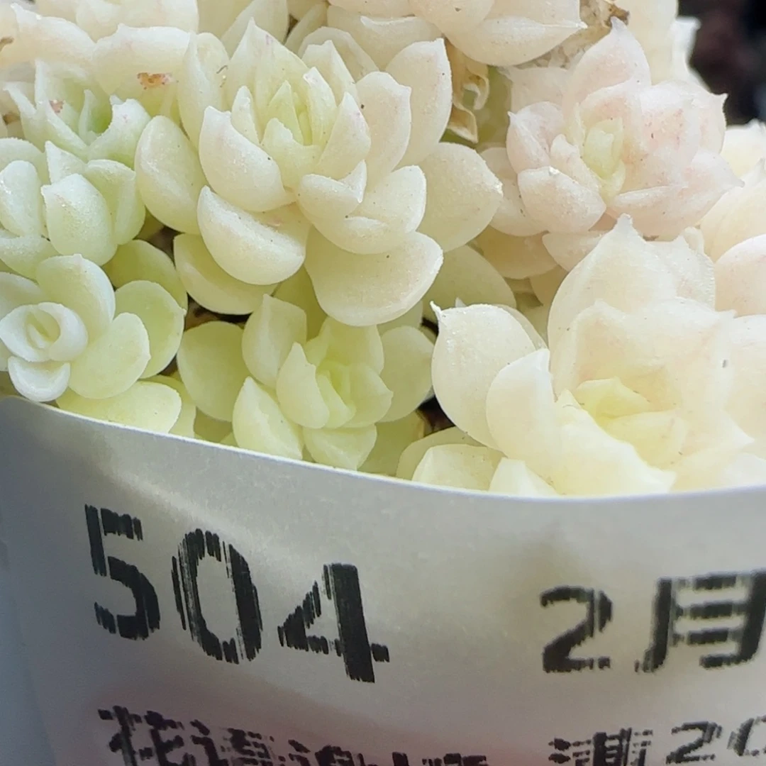 素*.花语逸镜0226-504散