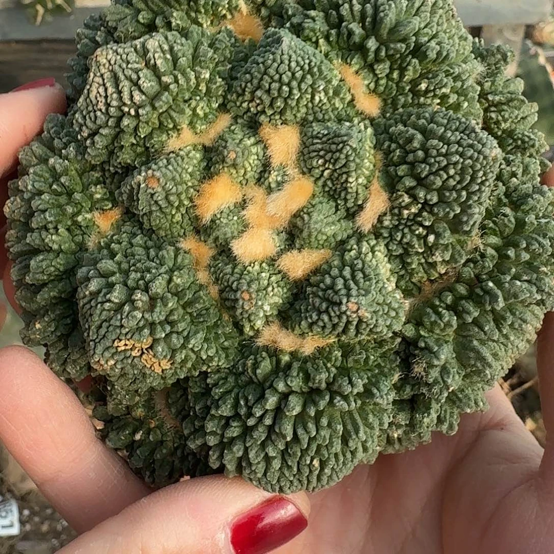 欣***0无花朵梦幻怒涛888