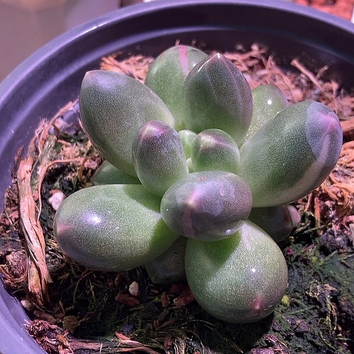 卡布奇诺锦多肉植物