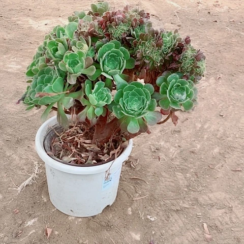 无花朵绍修玫瑰缀多肉植物2