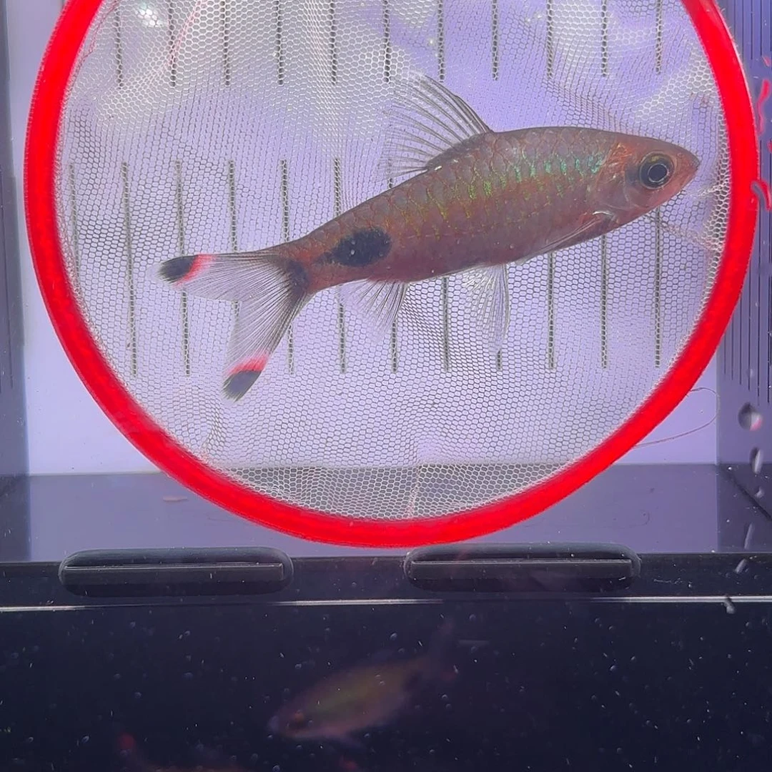 一物一拍 杂交道金