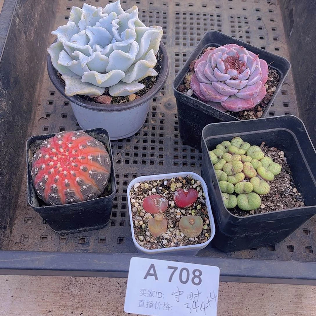 708号多肉植物多肉