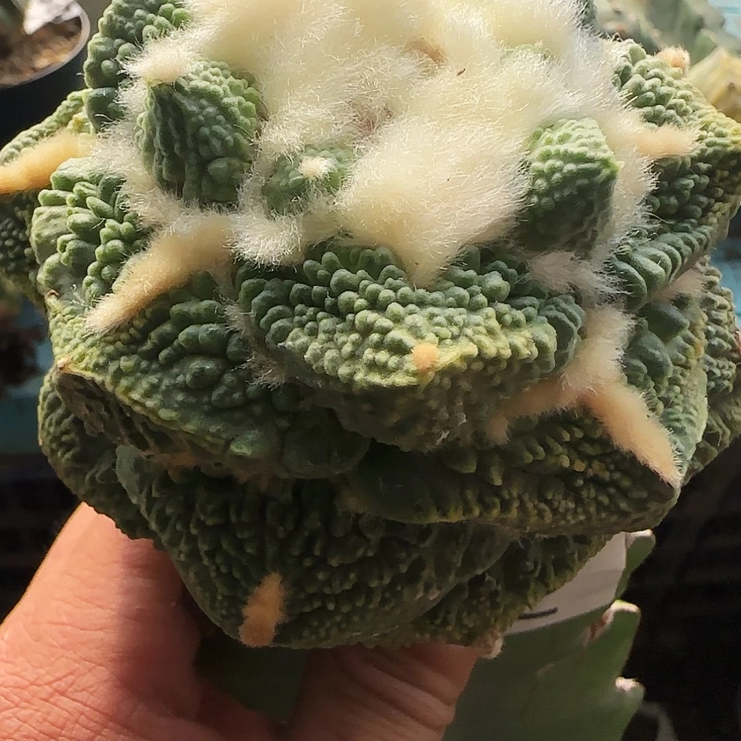 怒涛739仙人球开花