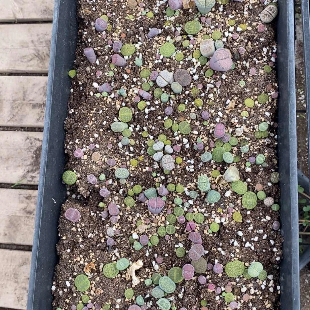 用***9241 一筐生石花 脱土发货 超级福利