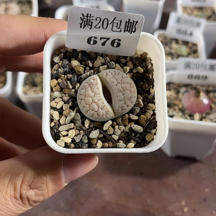 无花朵676、C189、、、、