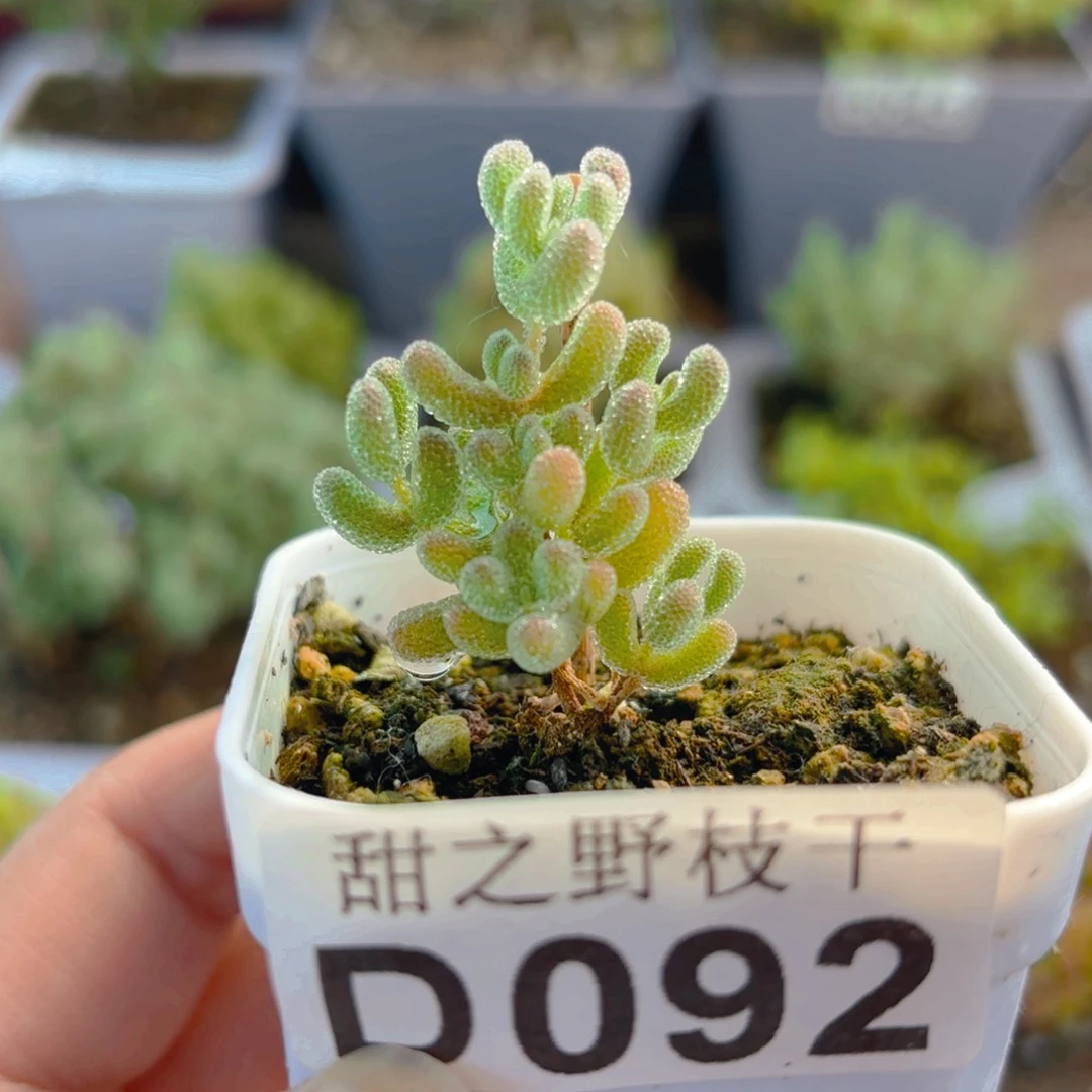 冰晶福利092。