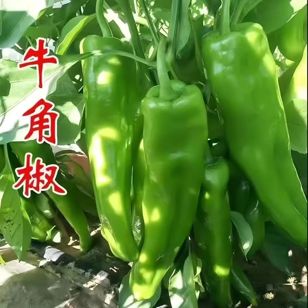 高产辣椒秧阳台盆栽四季朝天椒二荆条薄皮椒牛角椒螺蛳椒线椒苗