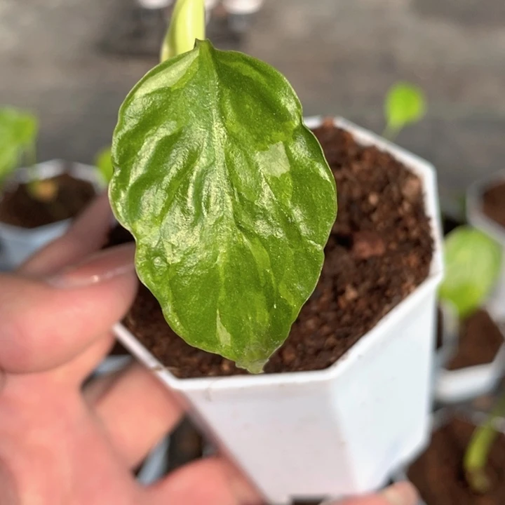 C***n完全开放种子苗龟背竹