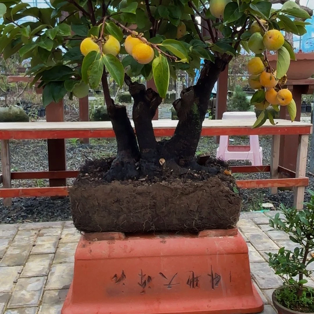 完全开放柿树盆景造型盆栽，