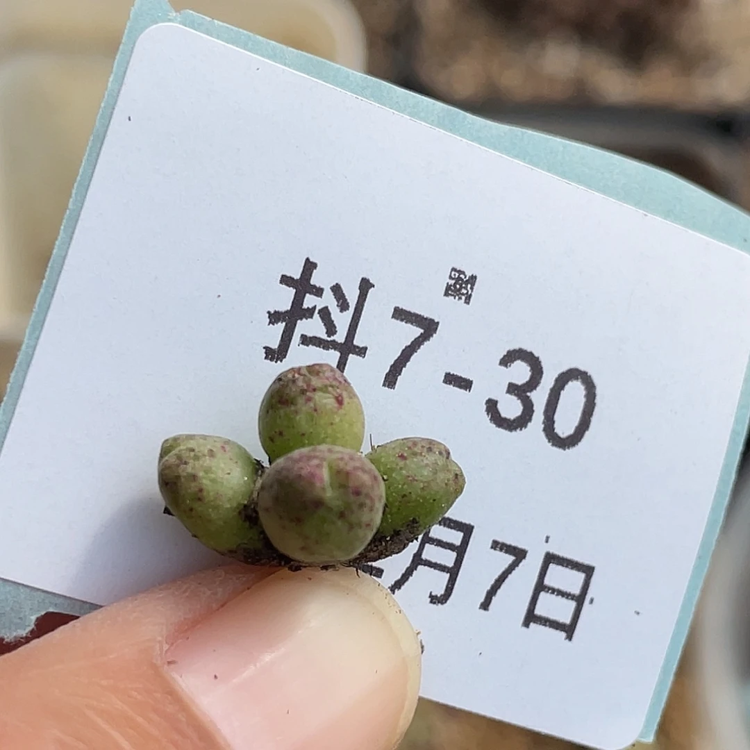 7-30斑马多肉植物