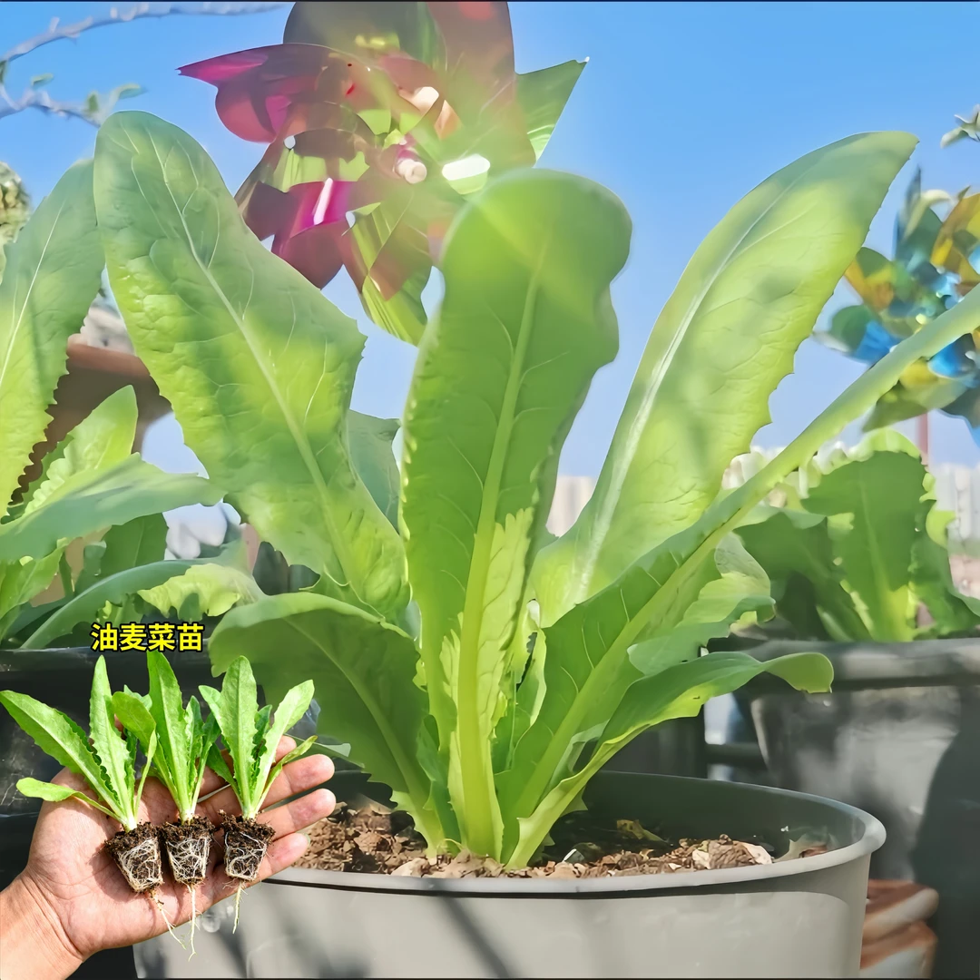 油麦菜秧苗新鲜蔬菜苗秋冬季种甜脆清香油麦菜苗花卉庭院绿植盆栽