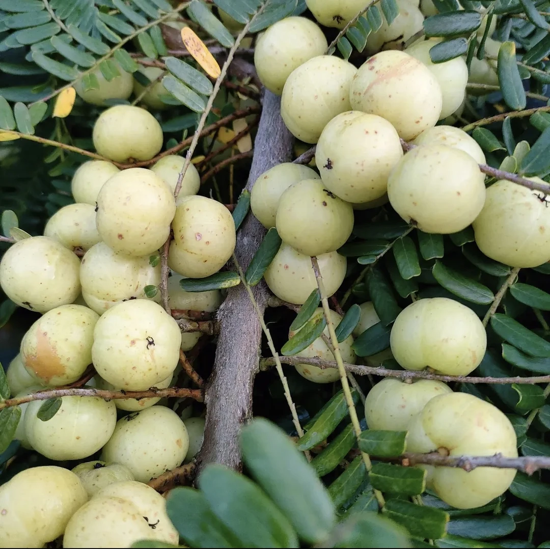 潮阳金灶高山新鲜柿饼油甘生吃回甘好 2斤装