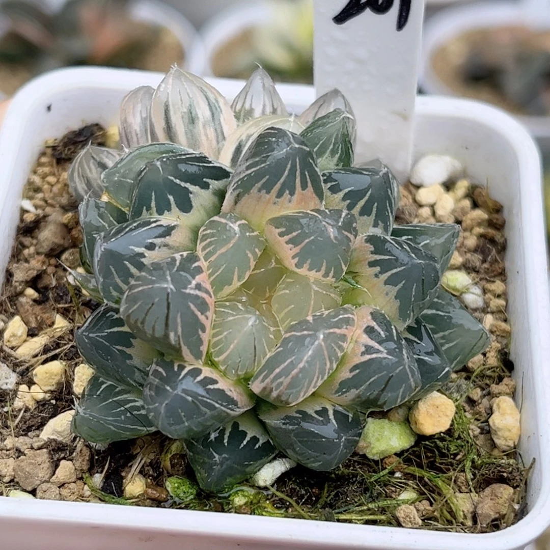 201双头糊斑龙爪玉露锦福利专场