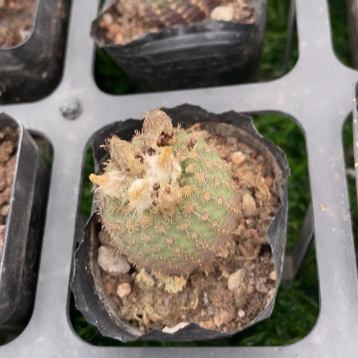 单头貂之子满25包邮