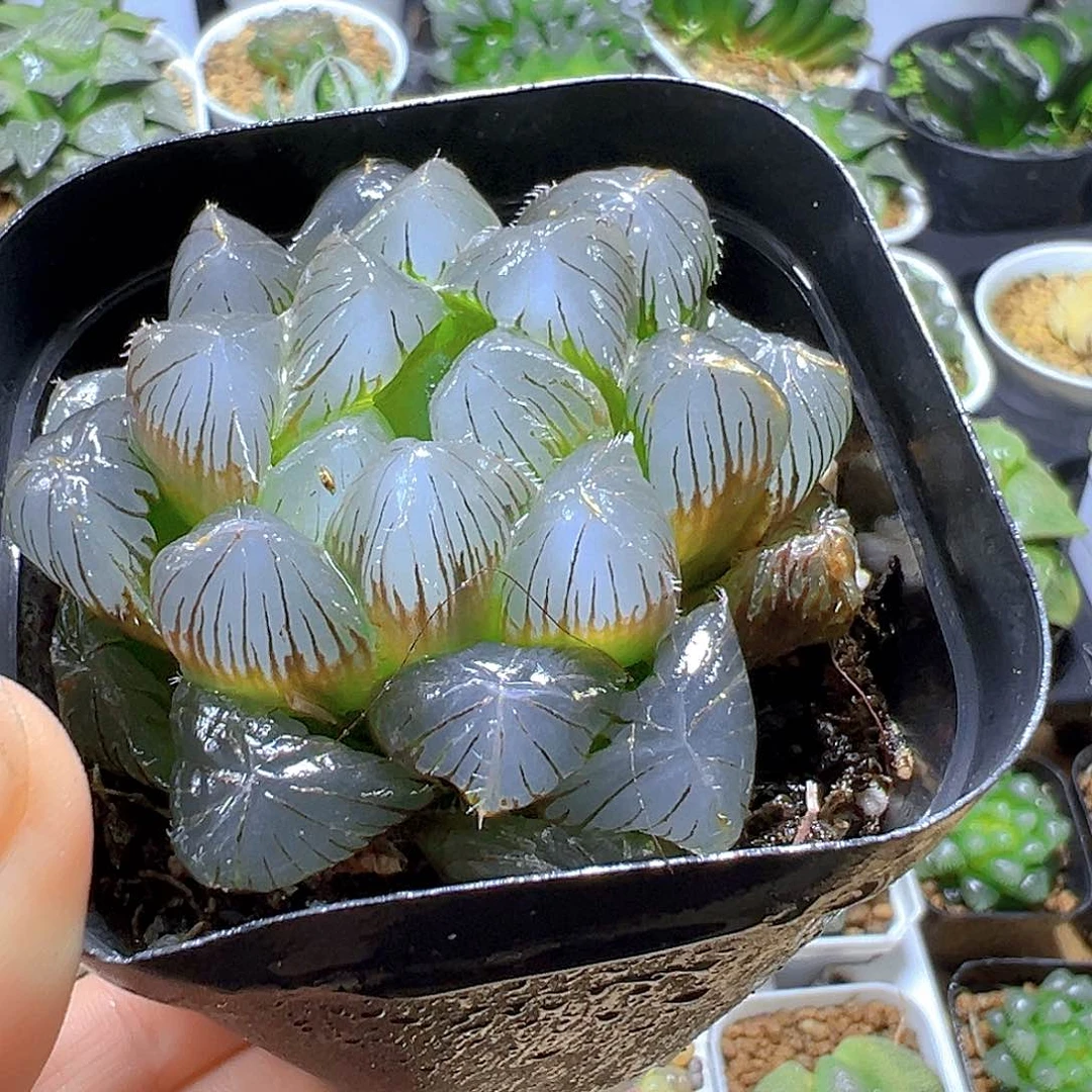 大窗蓝镜玉露多肉多肉1