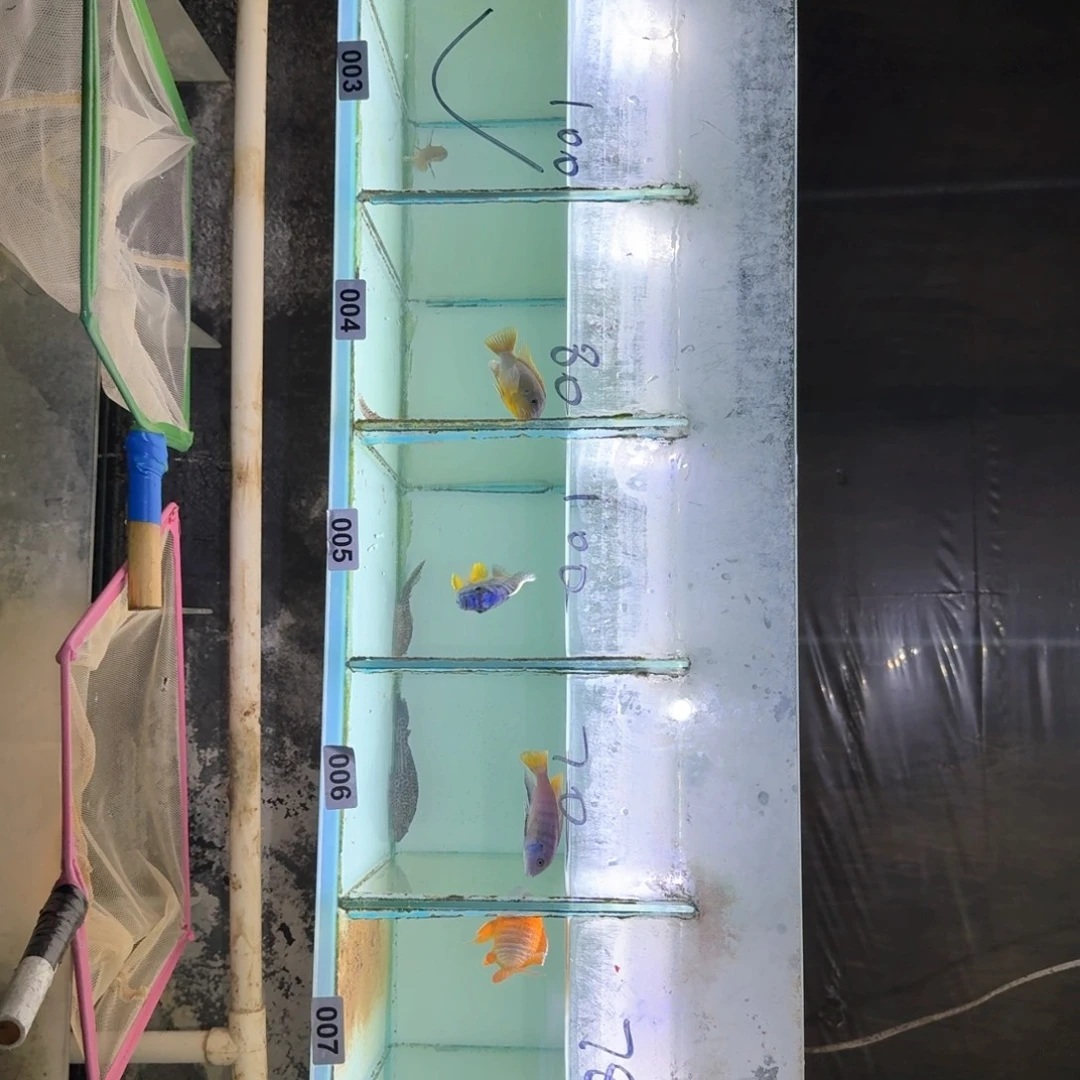 慈鲷鱼3号查罗4号克里5号紫背6号姆潘佳7号超红8号纳坎Mac