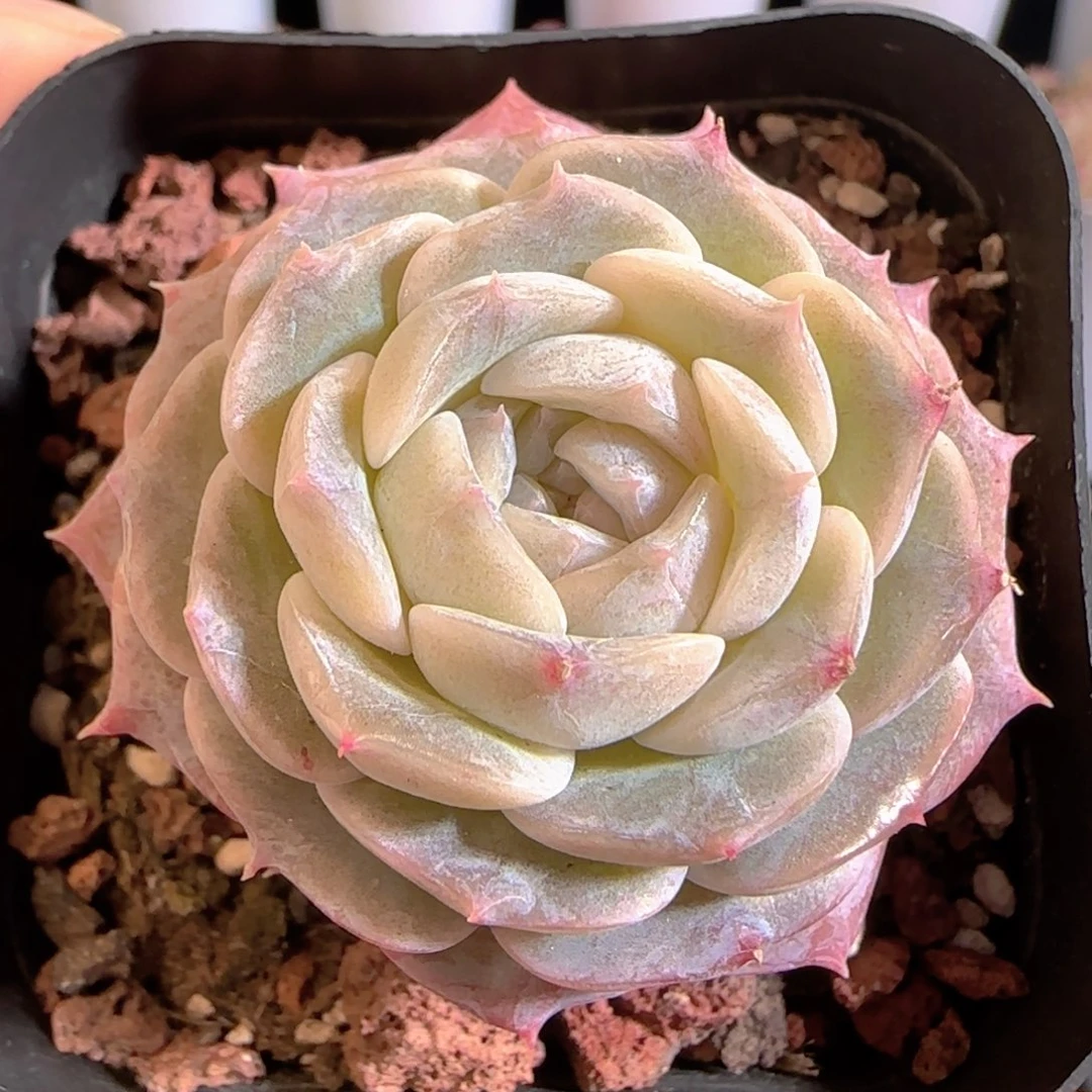 多肉0104-46纯爱纯爱