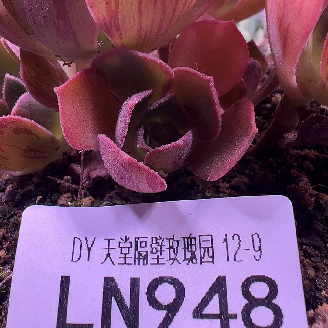 露妮948东方雨霖山地玫瑰侧牙